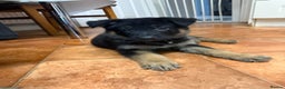 German Shepherd dogs for sale: KC Registered & Bred From Health Tested Parents  - Advert 7