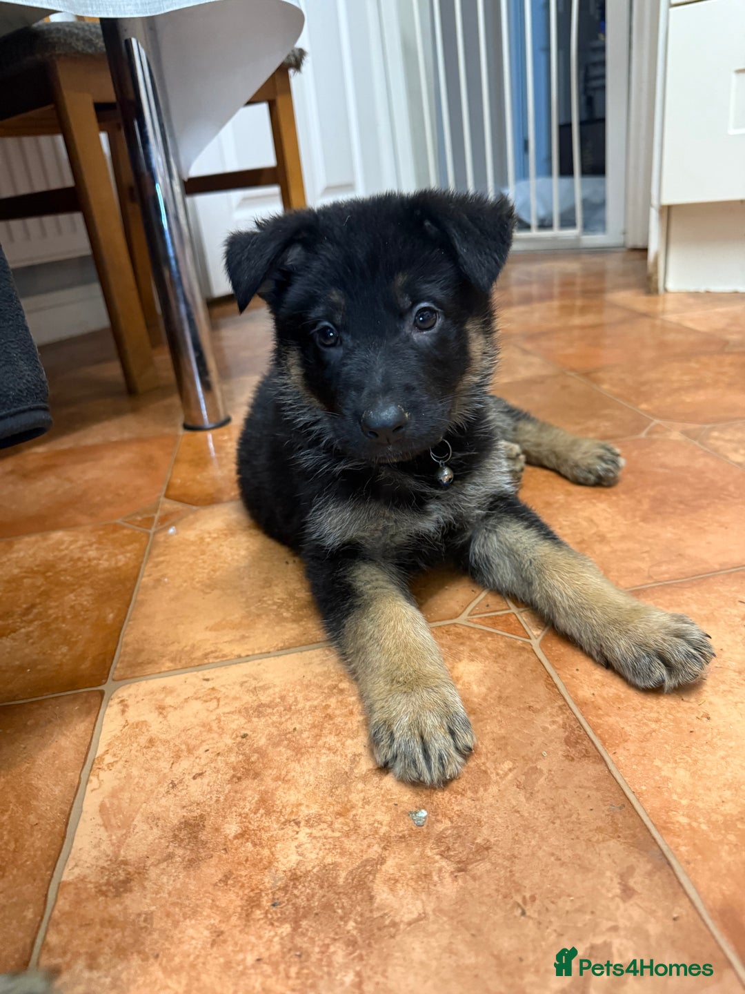 German Shepherd dogs for sale: KC Registered & Bred From Health Tested Parents  - Advert 7