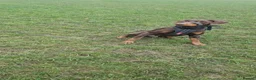 Dobermann dogs for sale: ⭐️⭐️⭐️⭐️⭐️ KC Reg European Dobermann puppies - Advert 17