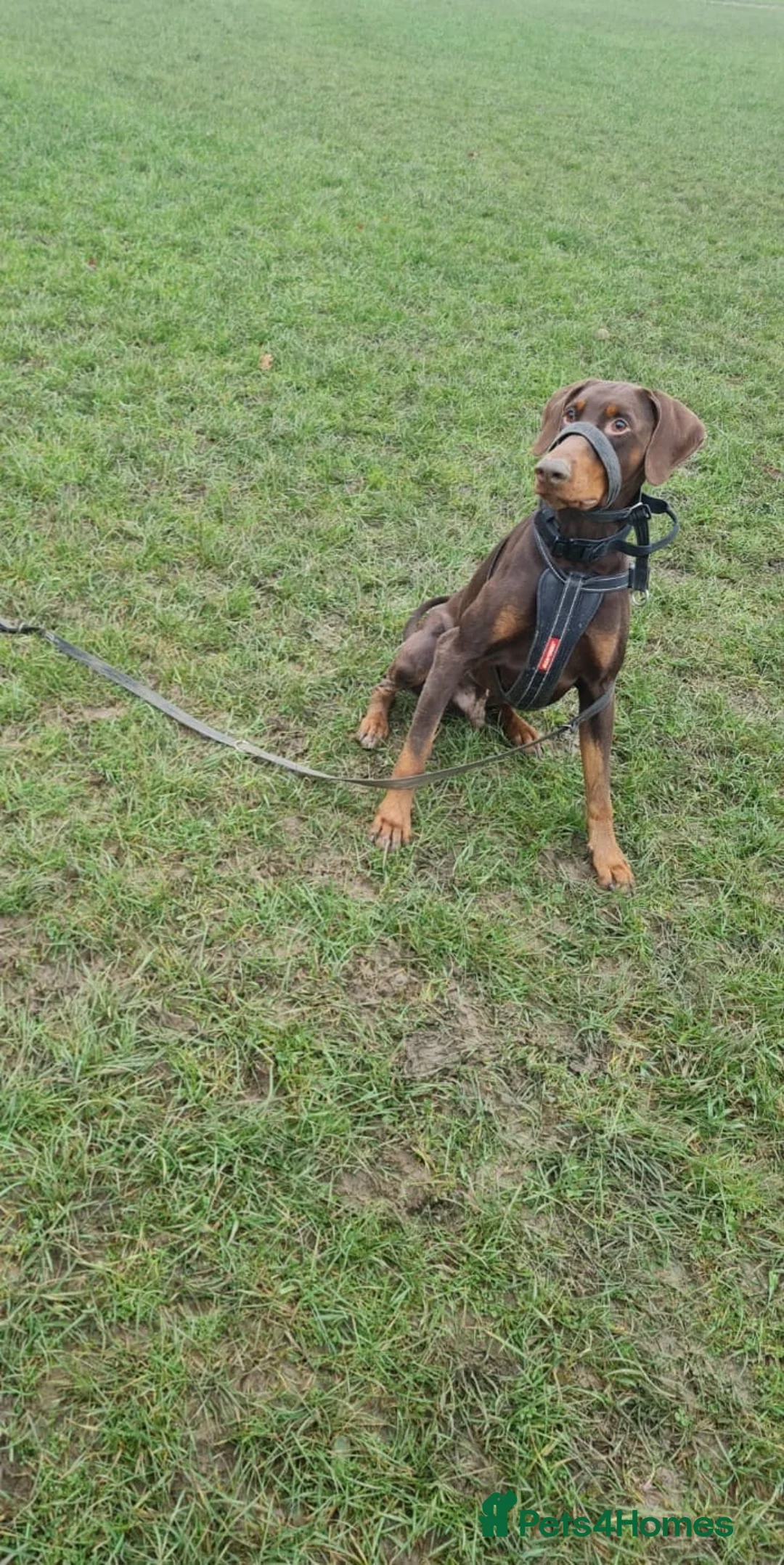 Dobermann dogs for sale: ⭐️⭐️⭐️⭐️⭐️ KC Reg Euro Dobermann male available.  - Advert 19