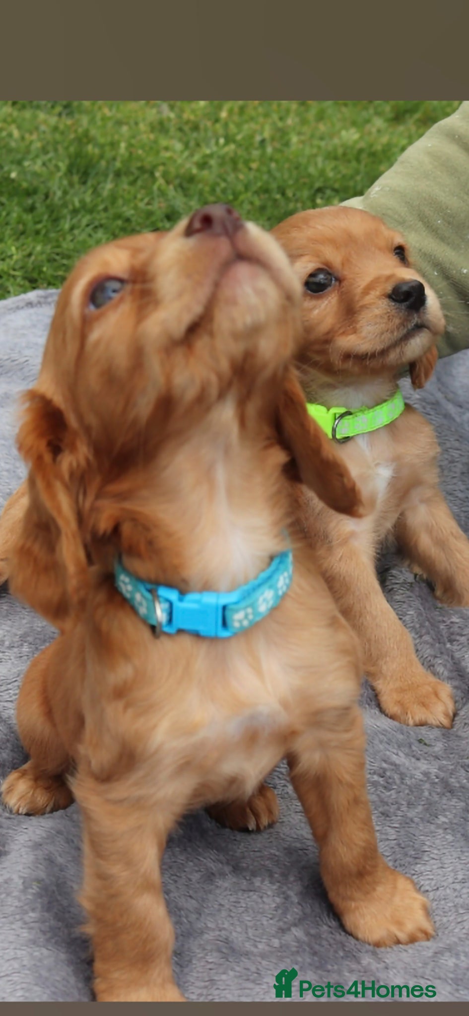 Cocker Spaniel dogs Stunning fox red working cocker spaniels  - Advert 2