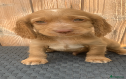 Cocker Spaniel dogs for sale: Beautiful Kc cocker spaniel  boys and girls  - Image 4