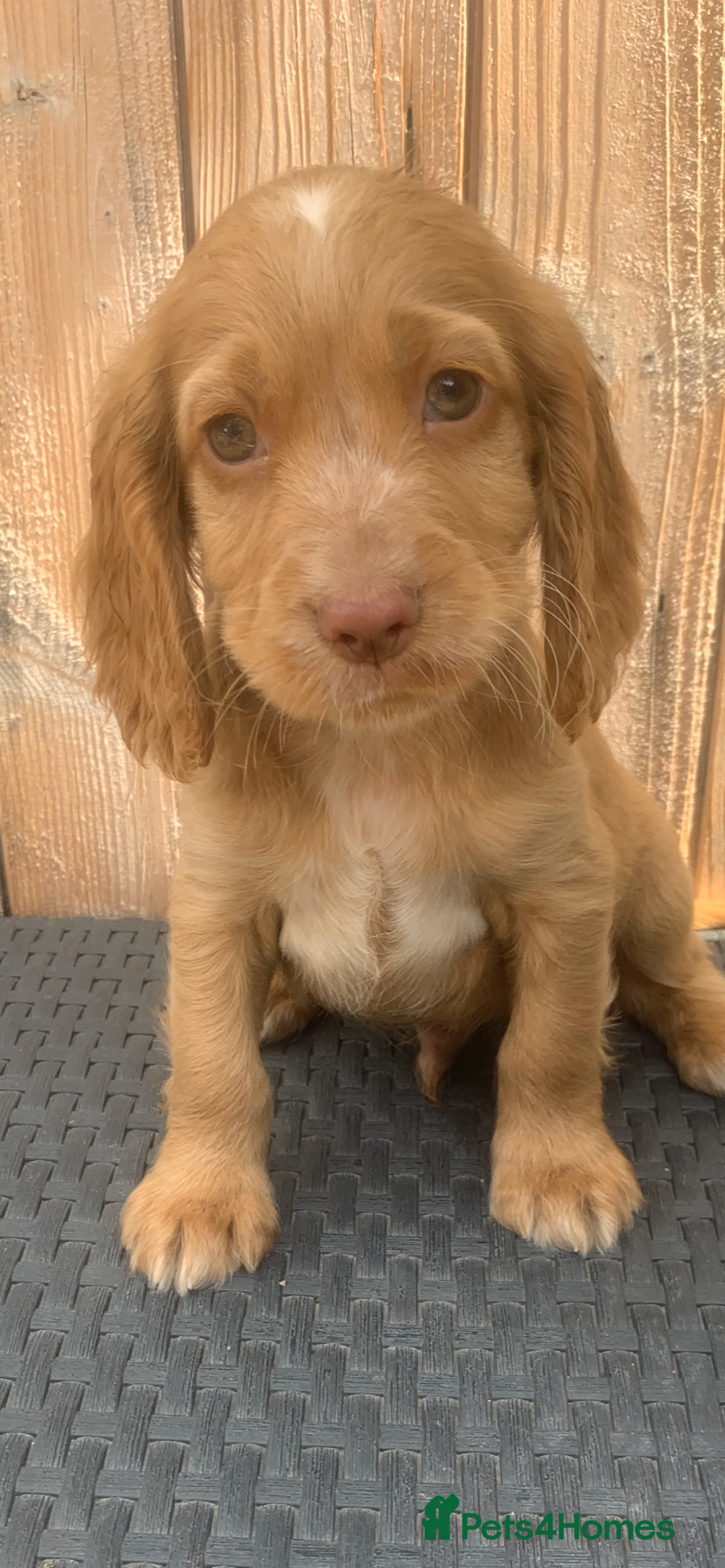 Cocker Spaniel dogs for sale: Beautiful Kc cocker spaniel  boys and girls  - Image 4