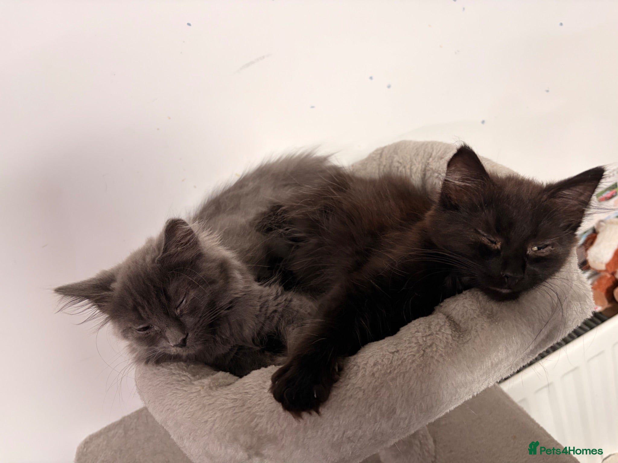 Mixed Breed cats  4 beautiful loving Russian blue cross Kittens  - Advert 1
