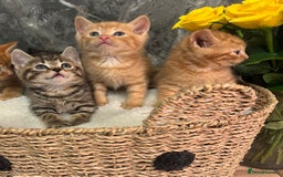 Mixed Breed cats for sale: Beautiful kittens  - Image 24