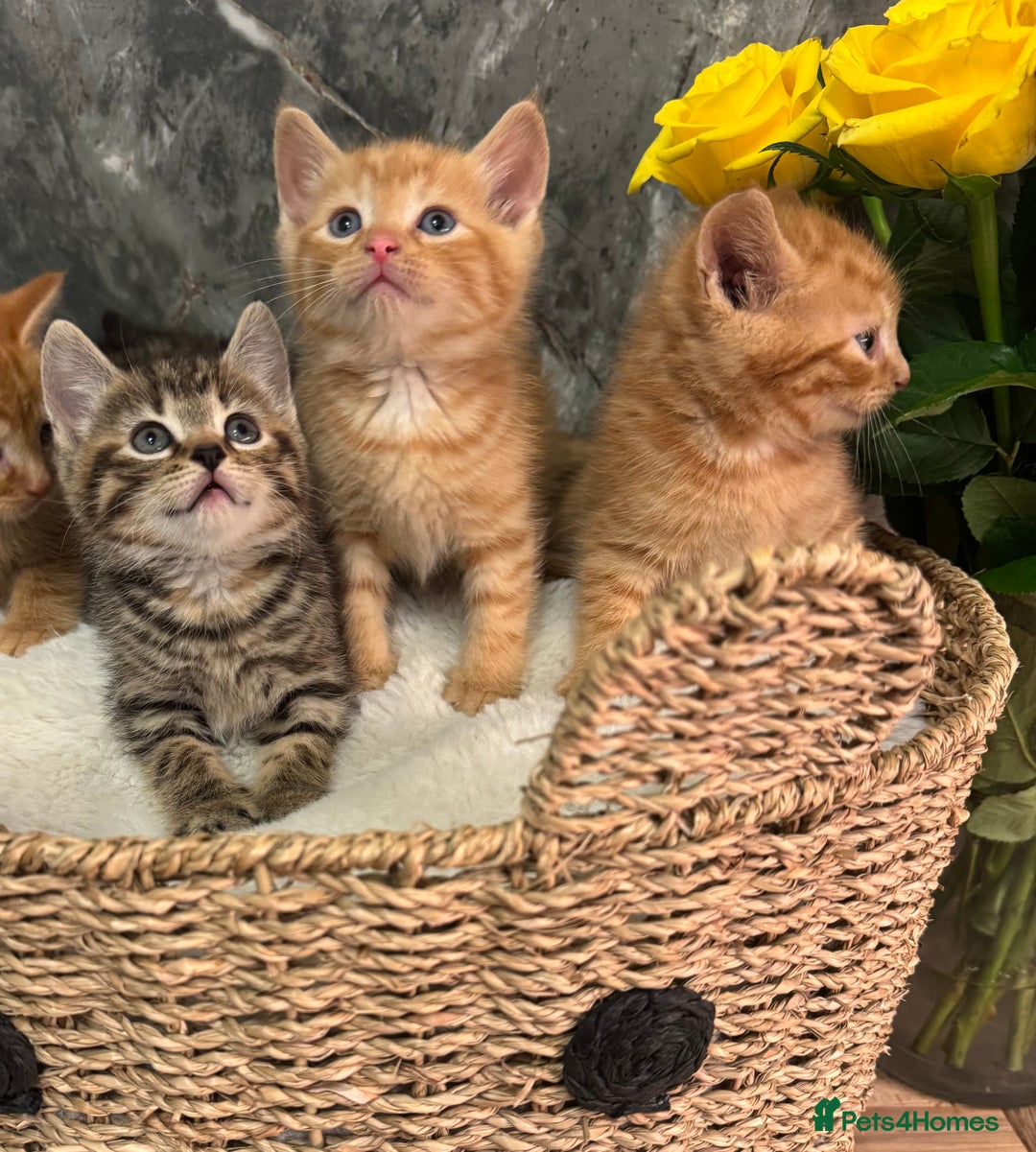 Mixed Breed cats for sale: Beautiful kittens  - Image 24