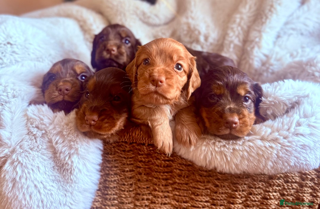 Cocker Spaniel dogs for sale: 8 health checked true quality working cocker pups - Advert 5