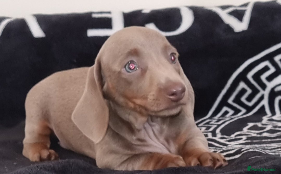 Dachshund dogs for sale: Gorgeous Mini Dachshund puppy's  - Image 17