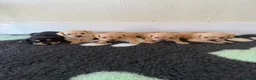 Mixed Breed dogs for sale: Miniature schnauzer cross King Charles cavalier  - Advert 3