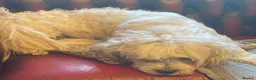 Mixed Breed dogs for adoption: Trinny needs a loving home  - Advert 6