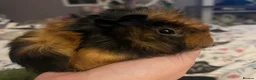 Guinea Pig rodents for sale: Beautiful baby brother guinea pigs  in Dartford - Advert 2
