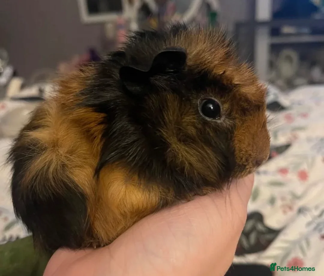 Guinea Pig rodents for sale: Beautiful baby brother guinea pigs  in Dartford - Advert 2