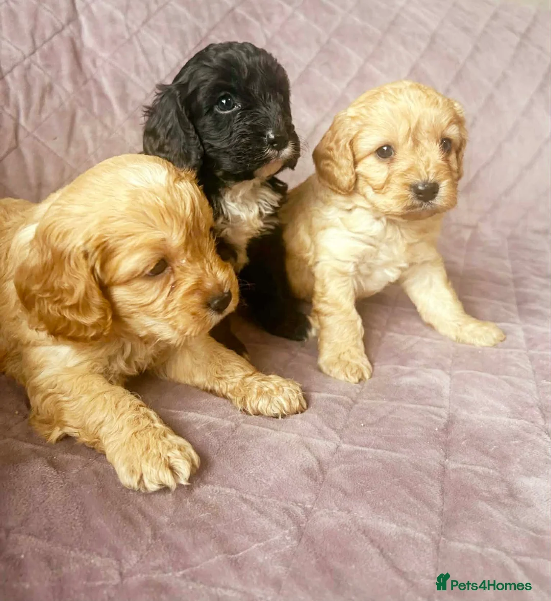 Cavapoo dogs for sale: TOY CAVAPOO PUPPIES mini - Advert 6