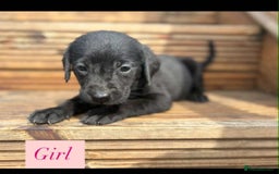 Labrador Retriever dogs for sale: Labrador puppy’s  - Image 6