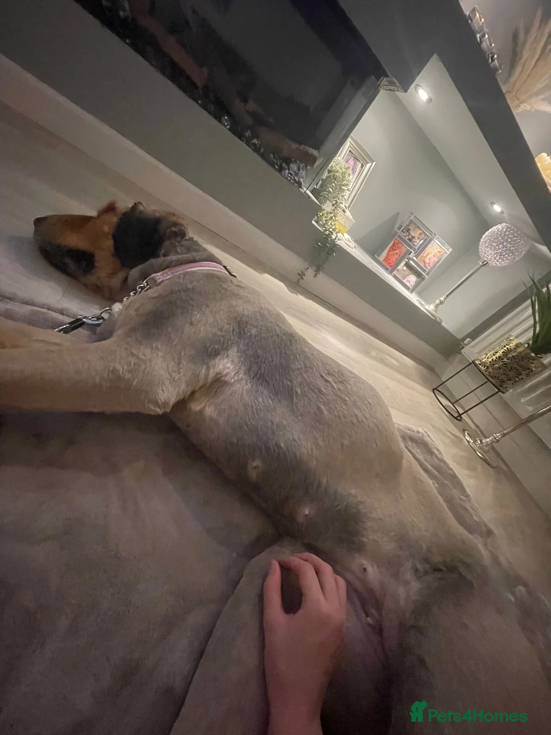 Tibetan Mastiff dogs for sale: Tibetan Mastiff 11 month old female - Advert 2