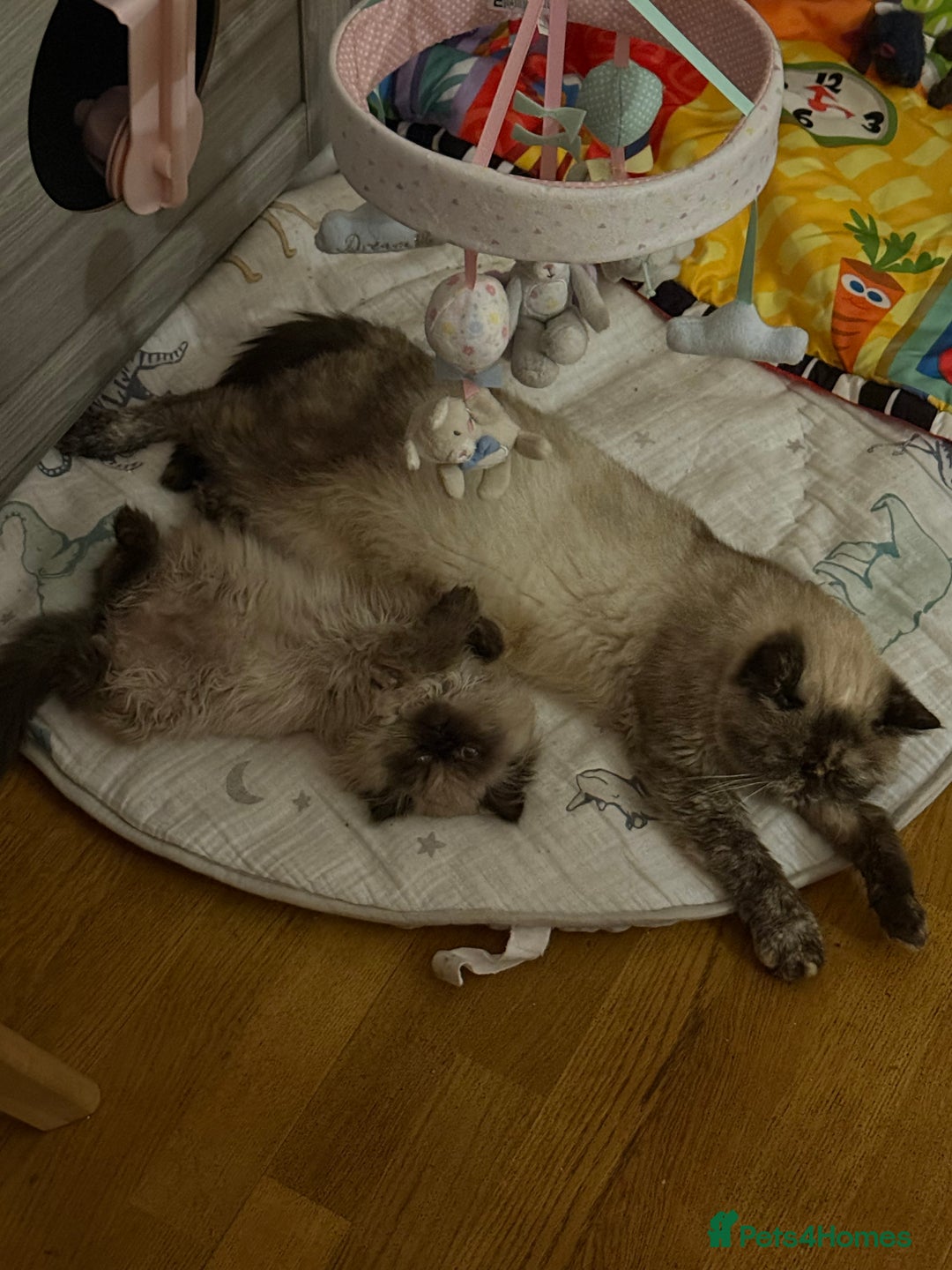 Persian cats for sale: Himalayan Persian Boy  - Advert 9