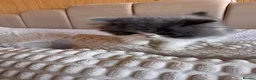 Exotic cats for sale: Exotic Persian kittens - Advert 3
