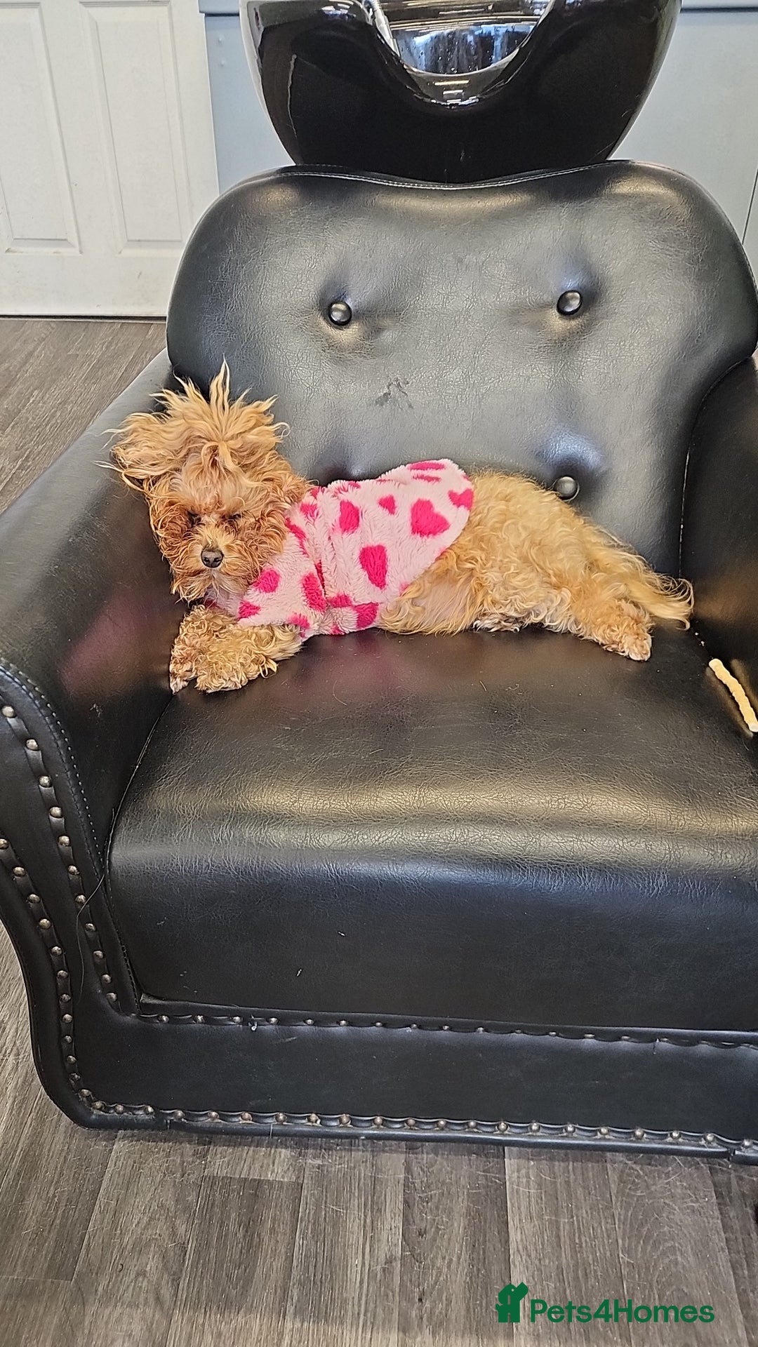 Maltipoo dogs for sale: Maltipoo  - Advert 2