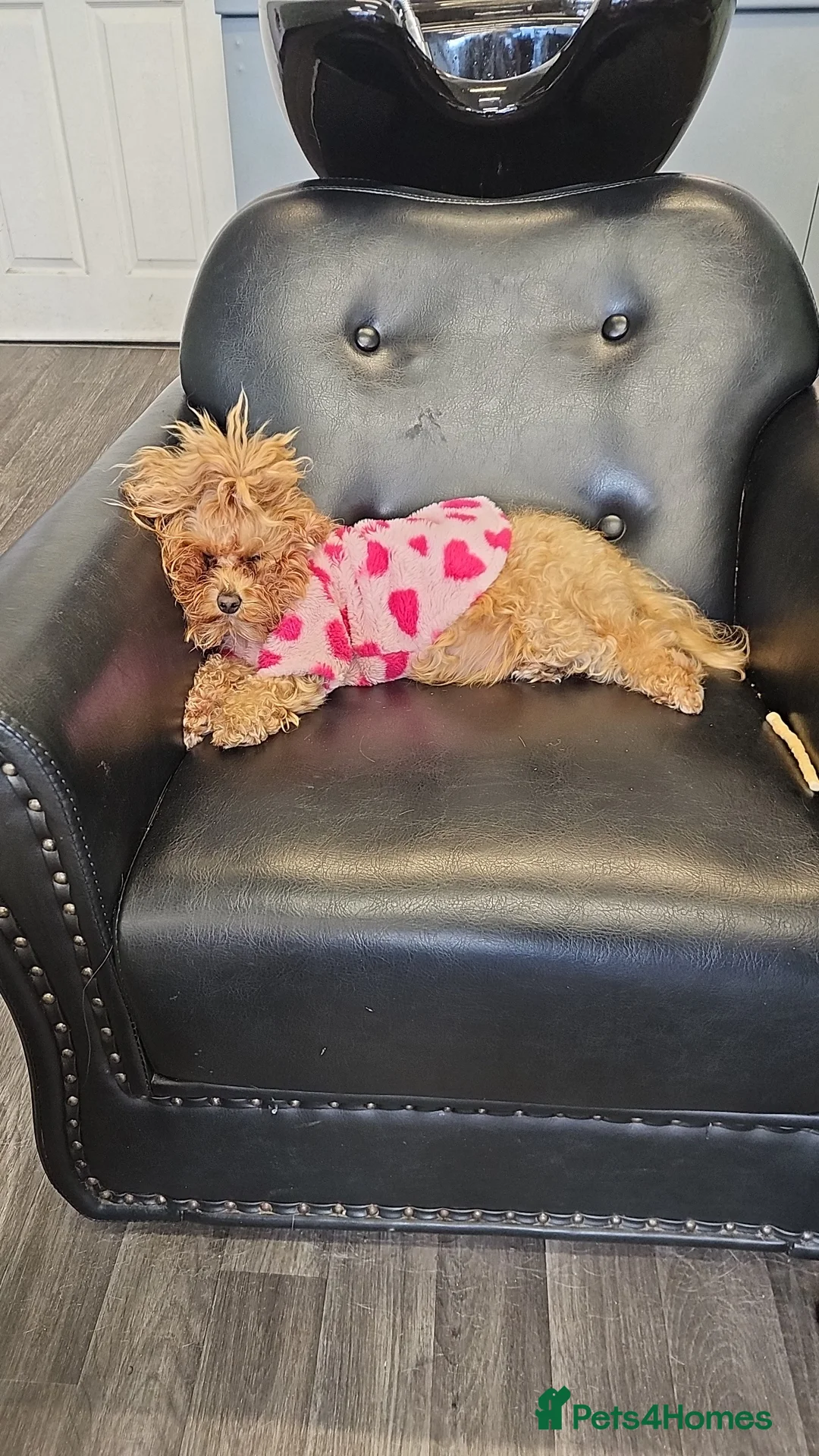 Maltipoo dogs for sale: Maltipoo  - Advert 2