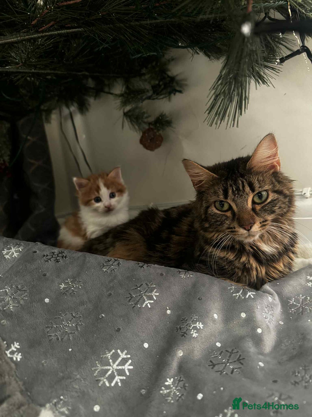 British Longhair cats for sale: Female long haired Ginger and White - Advert 7