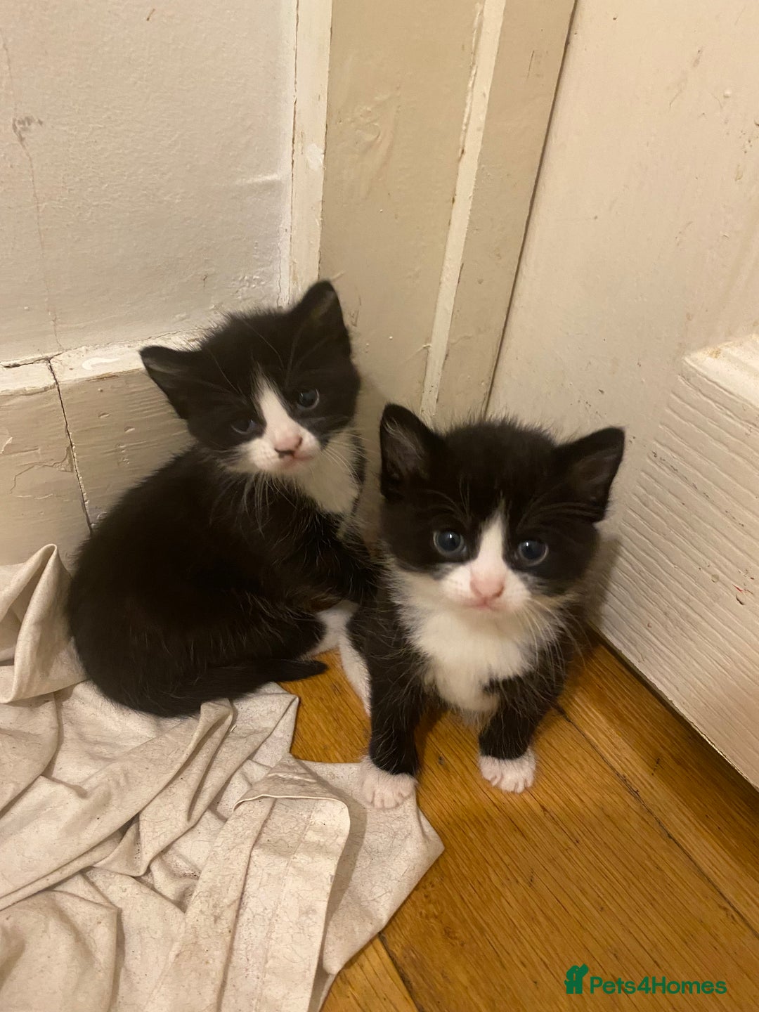 Bombay cats for sale: 3 kittens for sale.Price negotiable  - Image 9