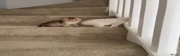 Scottish Fold cats for sale: SALE !!!! LOVELY SCOTTISH FOLD GOLDEN KITTENS  - Advert 6