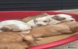 Sprocker dogs for sale: Beautiful Sprocker Puppies - Image 16