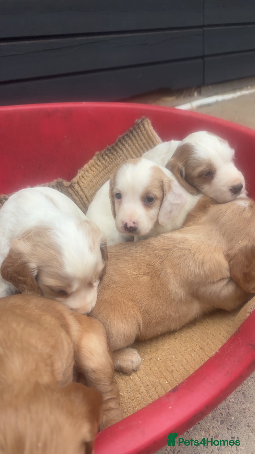 Sprocker dogs for sale: Beautiful Sprocker Puppies - Image 16