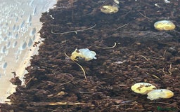 Snails invertebrates for sale: Giant African Land Snails.  - Image 4