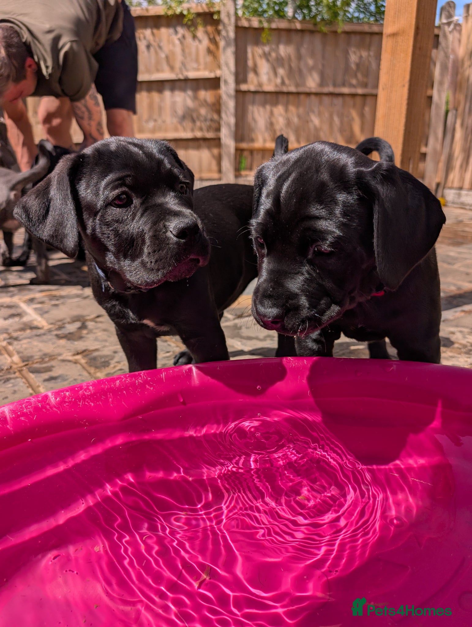 Cane Corso dogs Cane corso puppies  - Advert 1