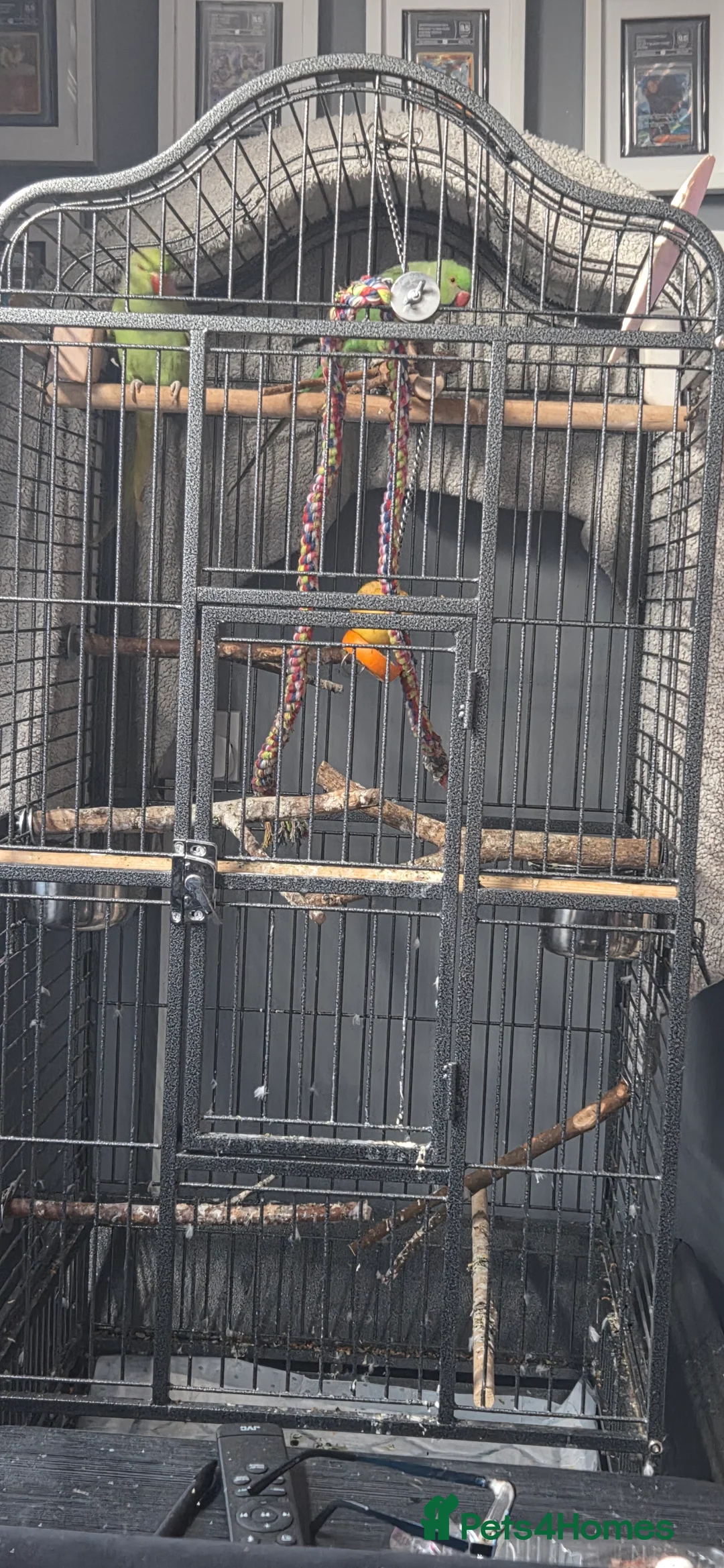Parrots birds for sale: PARROT 🦜 india ring neck boy/girl large cage - Advert 7