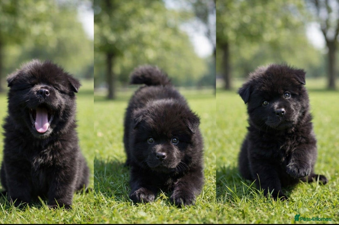 Chow Chow dogs for stud: Chino the beautiful chow (proven) in Romford - Advert 5