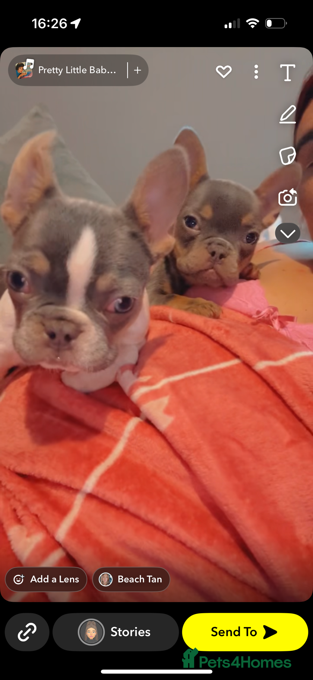 French Bulldog dogs for sale: 2 French bulldog sisters  - Advert 4