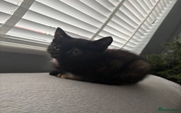 Mixed Breed cats for sale: Beautiful playful kittens looking for forever home - Image 4