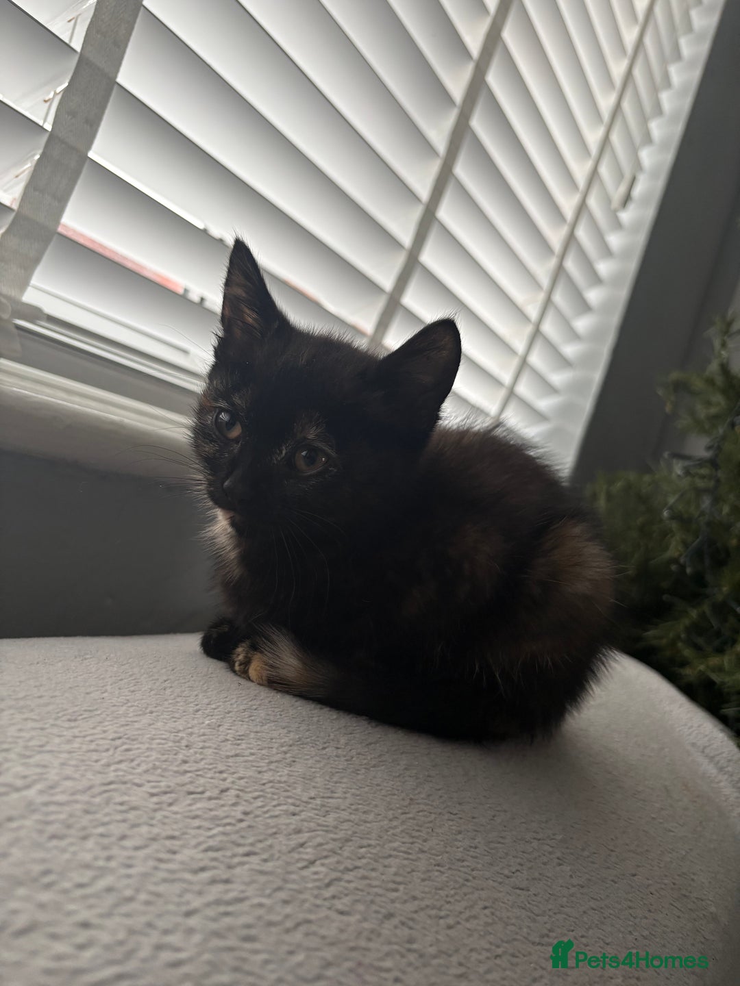 Mixed Breed cats for sale: Beautiful playful kittens looking for forever home - Image 4