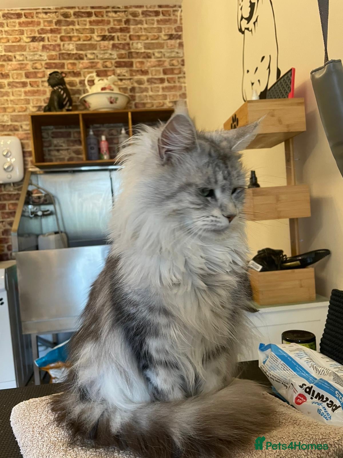 Maine Coon cats Stunning silver tabby girl  - Advert 4