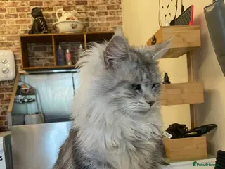 Maine Coon cats Stunning silver tabby girl - Advert 4