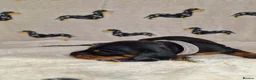 Miniature Dachshund dogs for sale: Beautiful home-reared Miniature Dachshund Puppies - Advert 7