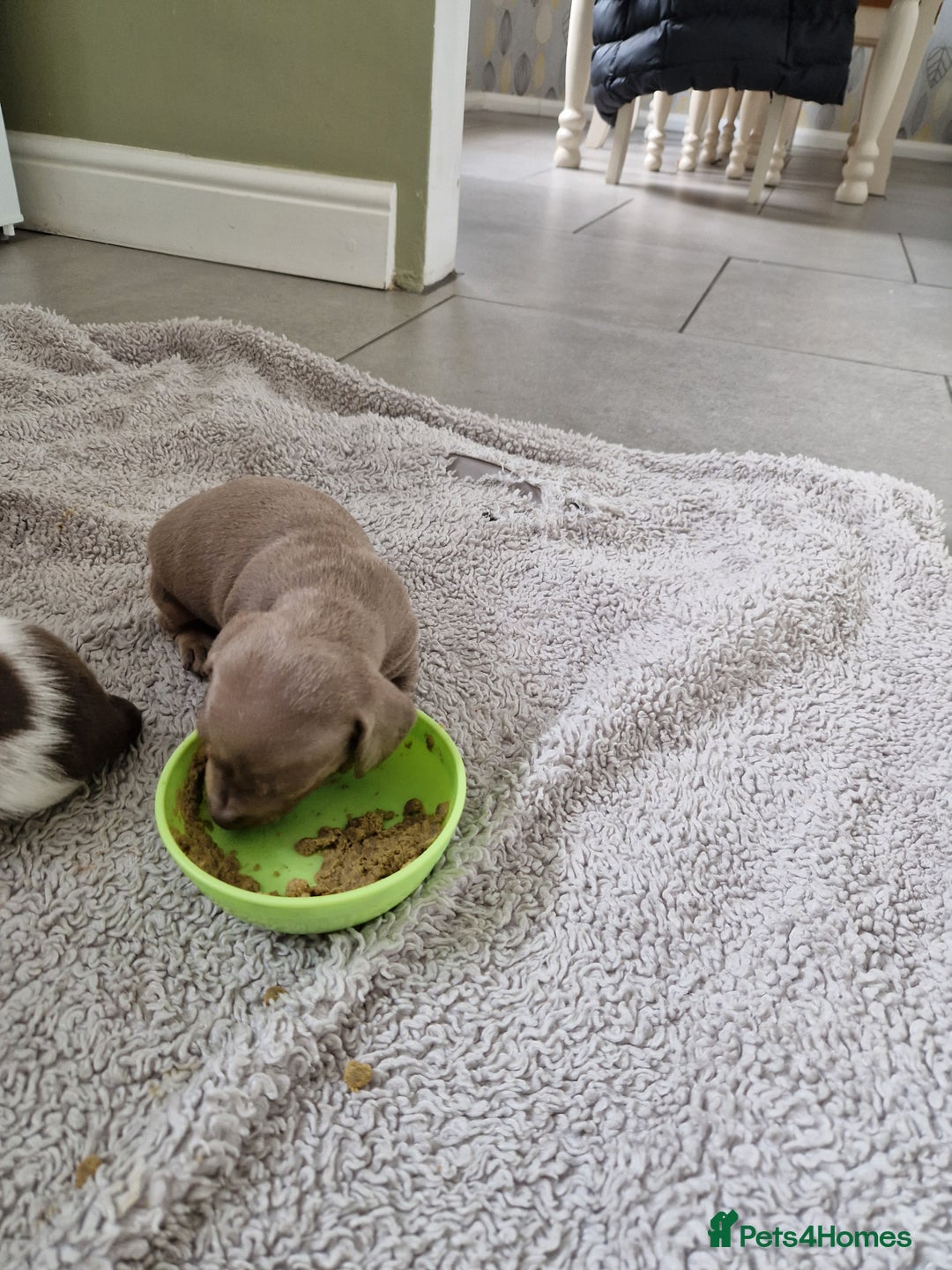 Miniature Dachshund dogs for sale: Minature dachound pups - Image 3
