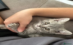 British Shorthair cats for sale: British Shorthair Male blue kitten.  - Image 2