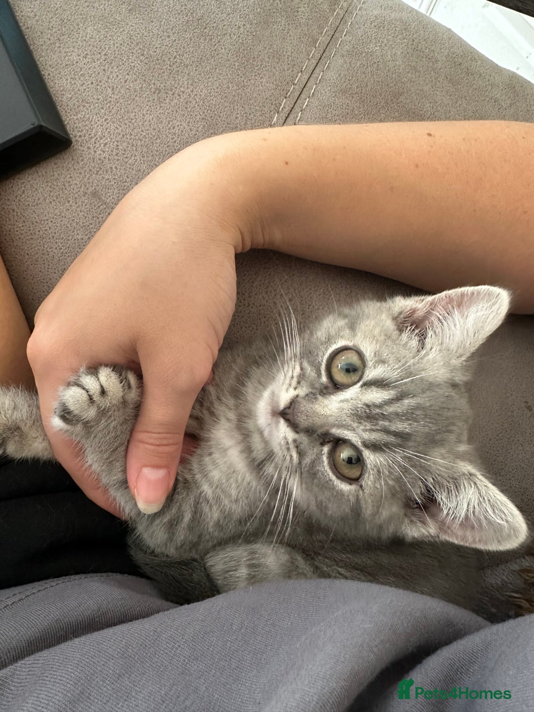 British Shorthair cats for sale: British Shorthair Male blue kitten.  - Image 2