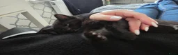 Mixed Breed cats for sale: 2 male kittens ready for their forever home. - Advert 3