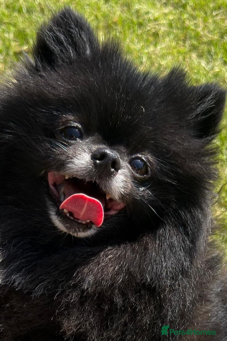 Pomeranian dogs Pomeranian • Female • 1 year 9 months • Spayed - Advert 1