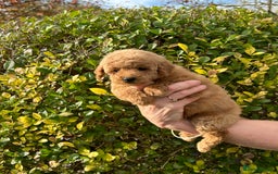 Miniature Poodle dogs for sale: Miniature poodles - Image 12