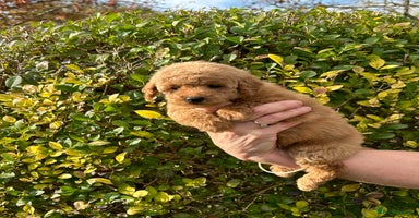 Miniature Poodle dogs Miniature poodles *ready to leave* - Advert 16