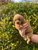 Miniature Poodle dogs Miniature poodles *ready to leave* - Advert 16