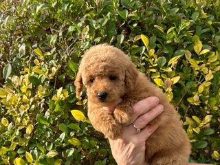 Miniature Poodle dogs Miniature poodles *ready to leave* - Advert 2