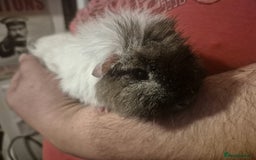 Guinea Pig rodents for sale: 2 male guinea pigs  - Advert 2