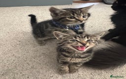 British Shorthair cats for sale: 1 Male x 1 Female Kittens remaining  - Image 1