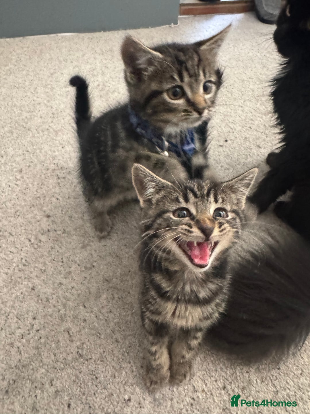 British Shorthair cats for sale: 1 Male x 1 Female Kittens remaining  - Image 1